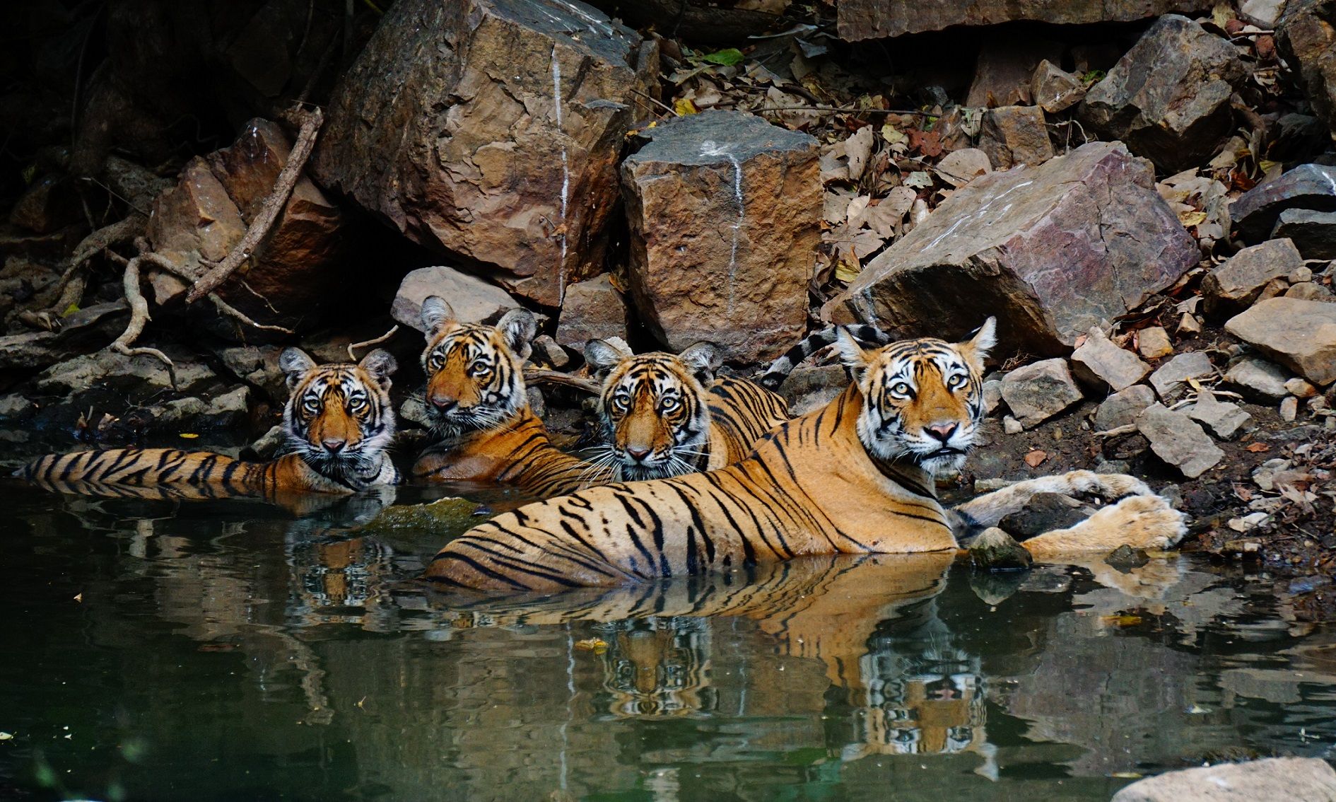 ranthambore tiger reserve safari